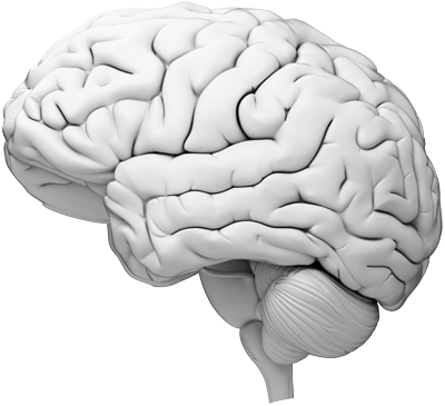 a brain